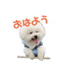 ☆ビションフリーゼstamp☆（個別スタンプ：2）