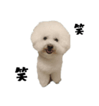 ☆ビションフリーゼstamp☆（個別スタンプ：3）