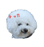 ☆ビションフリーゼstamp☆（個別スタンプ：7）