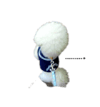 ☆ビションフリーゼstamp☆（個別スタンプ：8）
