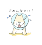 エリザベスカラーわんこ（個別スタンプ：4）