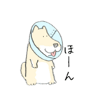 エリザベスカラーわんこ（個別スタンプ：12）