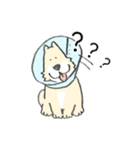 エリザベスカラーわんこ（個別スタンプ：18）