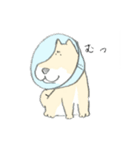 エリザベスカラーわんこ（個別スタンプ：19）