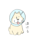 エリザベスカラーわんこ（個別スタンプ：21）