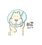 エリザベスカラーわんこ（個別スタンプ：33）