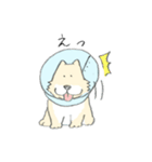 エリザベスカラーわんこ（個別スタンプ：39）
