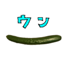 きゅうり 一本 と 手書き文字（個別スタンプ：31）