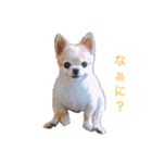 Chocolat _01（個別スタンプ：3）