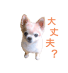 Chocolat _01（個別スタンプ：4）