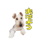 おふざけジニー（個別スタンプ：1）