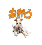 おふざけジニー（個別スタンプ：4）