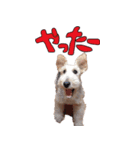 おふざけジニー（個別スタンプ：5）