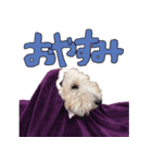 おふざけジニー（個別スタンプ：7）