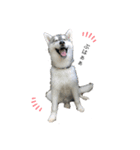 husky aldo（個別スタンプ：1）