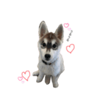 husky aldo（個別スタンプ：2）