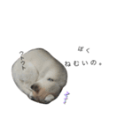 husky aldo（個別スタンプ：3）