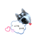 husky aldo（個別スタンプ：7）