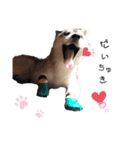 husky aldo（個別スタンプ：8）