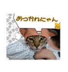 こたこじ日和。（個別スタンプ：1）