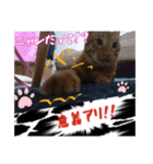 こたこじ日和。（個別スタンプ：4）