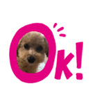 (*ˊ˘ˋ*)coco（個別スタンプ：1）