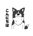 ゆるーいボーダーコリーのスタンプ 2（個別スタンプ：3）