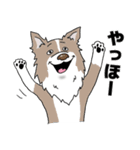 ゆるーいボーダーコリーのスタンプ 2（個別スタンプ：5）
