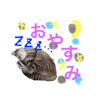 まつりちゃん用（個別スタンプ：2）