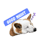 あいどる犬はく（個別スタンプ：1）