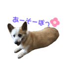 あいどる犬はく（個別スタンプ：2）