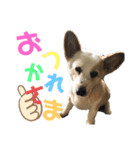 あいどる犬はく（個別スタンプ：3）