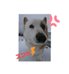 あいどる犬はく（個別スタンプ：4）