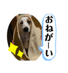 あいどる犬はく（個別スタンプ：5）