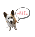 あいどる犬はく（個別スタンプ：6）