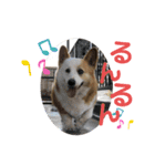 あいどる犬はく（個別スタンプ：7）