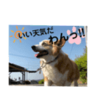 あいどる犬はく（個別スタンプ：8）