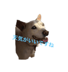 アイドル犬くるみ（個別スタンプ：2）
