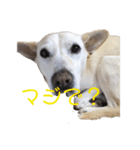 アイドル犬くるみ（個別スタンプ：3）