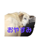 アイドル犬くるみ（個別スタンプ：7）