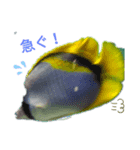 水族館のみんな（個別スタンプ：1）