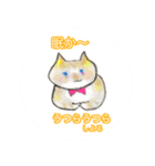 まーたん 九州熊本弁 ビビりツリ目ネコ（個別スタンプ：16）