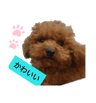 かっこいいウォンバット（個別スタンプ：4）