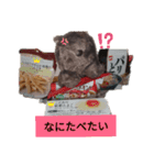 かっこいいウォンバット（個別スタンプ：7）