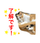 トラチワちゃん☆☆☆（個別スタンプ：1）