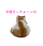 トラチワちゃん☆☆☆（個別スタンプ：4）