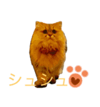 mon_chouchou_le_chat（個別スタンプ：1）