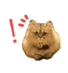 mon_chouchou_le_chat（個別スタンプ：3）