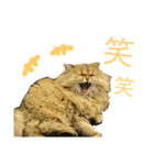 mon_chouchou_le_chat（個別スタンプ：6）