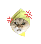 mon_chouchou_le_chat（個別スタンプ：7）